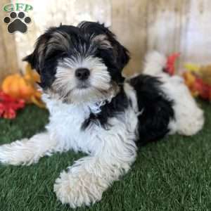 Caleb, Biewer Terrier Puppy